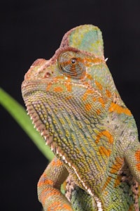 a chameleon is sitting on top of a plant