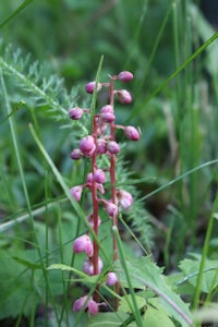 a pink flower is growing in the grass