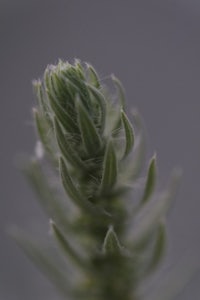 a close up of a green plant with a gray background