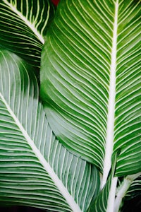 a close up of a large green leaf