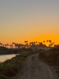 a dirt road with palm trees and a river in the background